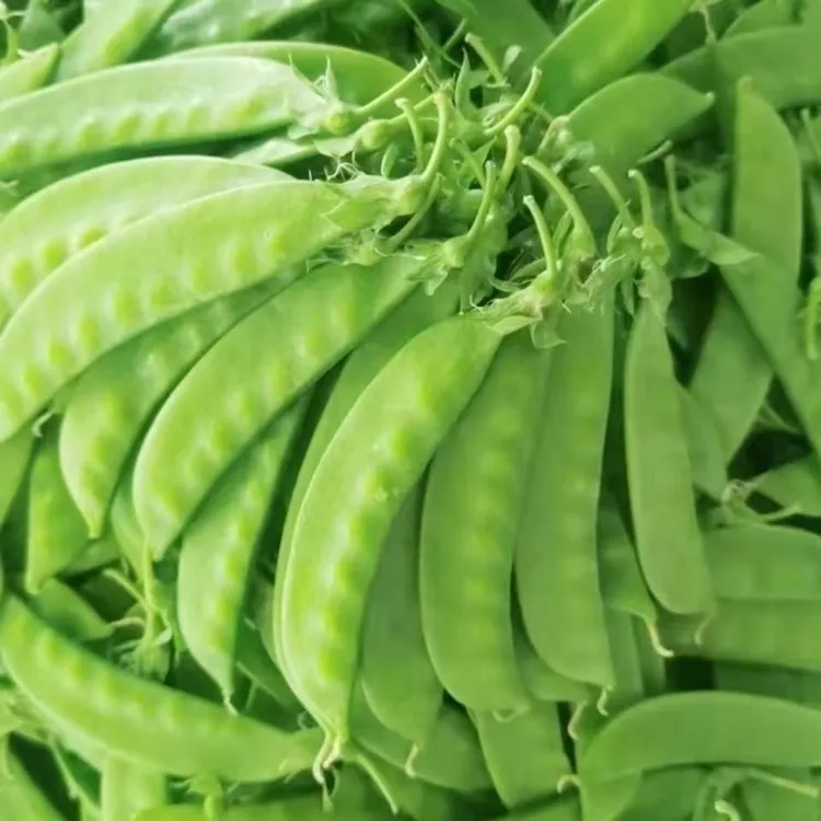 云南正宗甜脆荷兰豆新鲜蔬菜豌豆夹现摘现发农家自种种植现摘现发