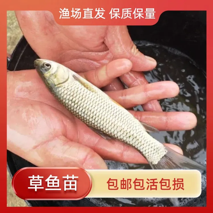 草鱼苗黑皖鱼苗淡水鱼水族活体养殖可食用已打疫苗包邮宠物观赏鱼