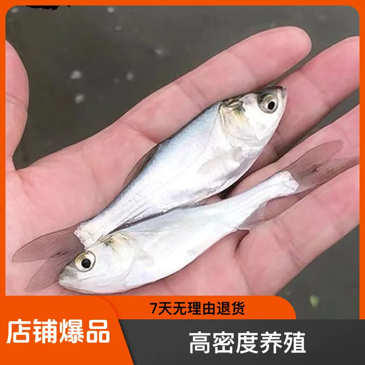 优质黄色白色鱼塘养殖跳鲢鱼苗白莲鱼苗大号渔场直发鲜活小鱼