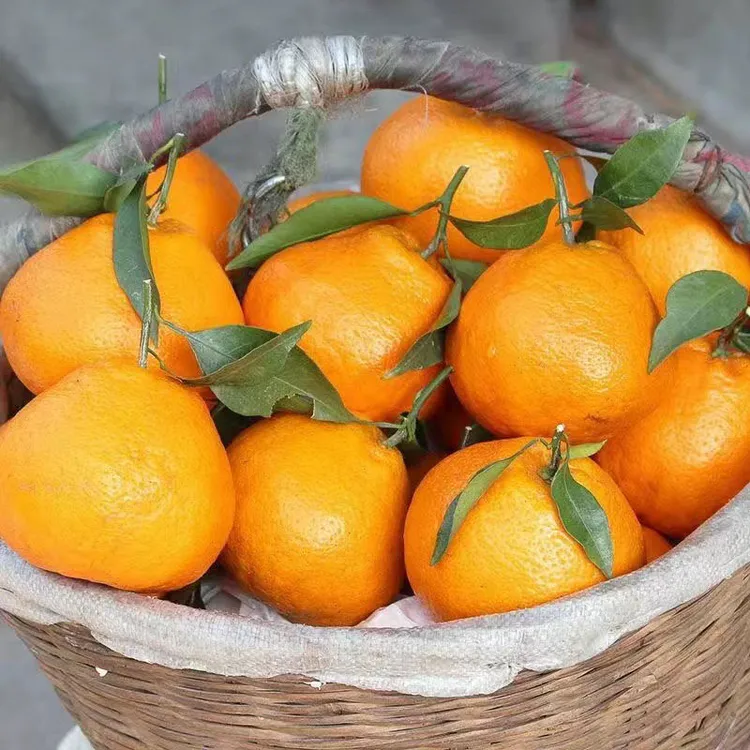 非【水果四川青见耙耙柑桔子粑粑不知火非常春见新鲜整箱嫩丑橘】