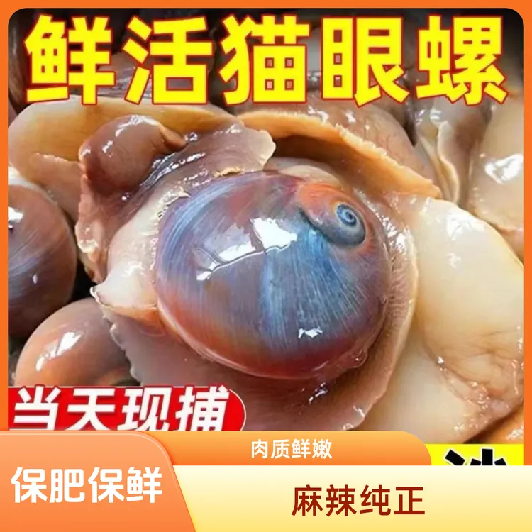 【顺丰】鲜活猫眼螺香螺沙螺玉螺大香螺翡翠螺肉质鲜美肥嫩冷链包邮