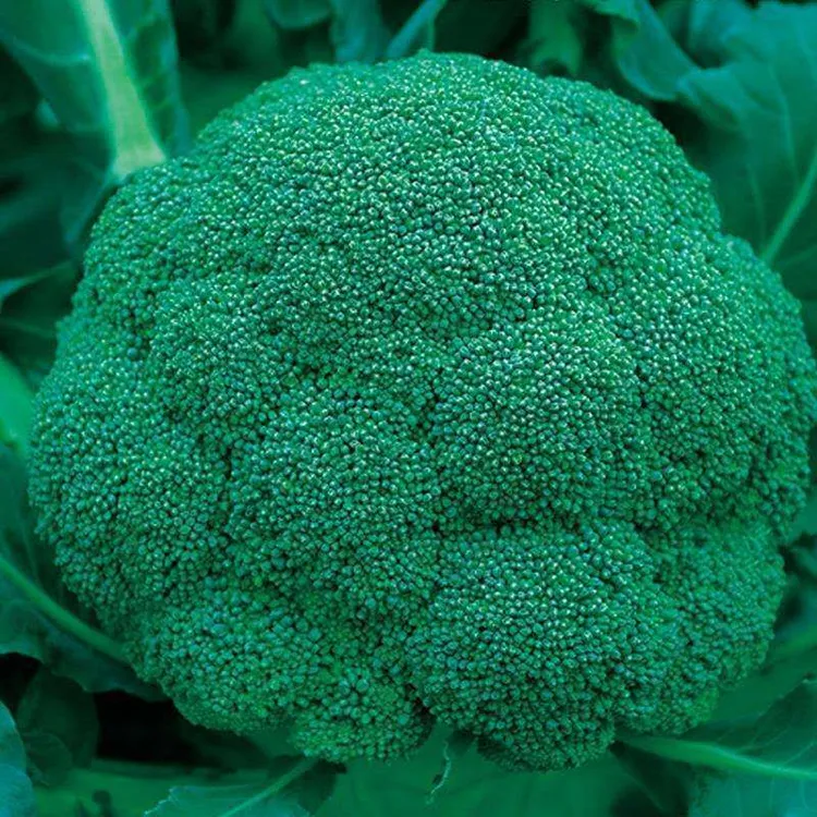 四季播蔬菜种子绿霸王西兰花种子花青花椰菜种子大面积种植花菜籽
