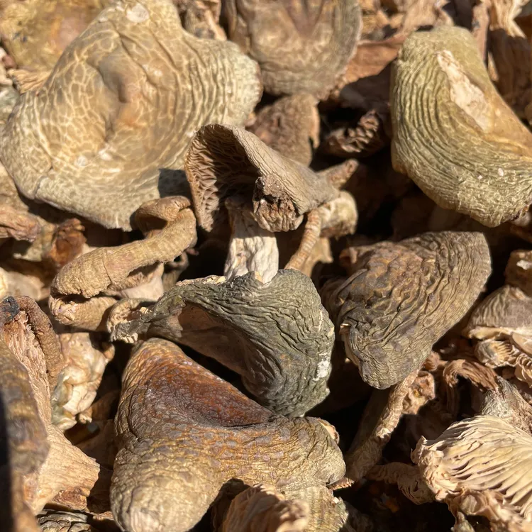 云南山货青头菌绿豆菌变绿红菇干菌汤美味煲汤脆嫩