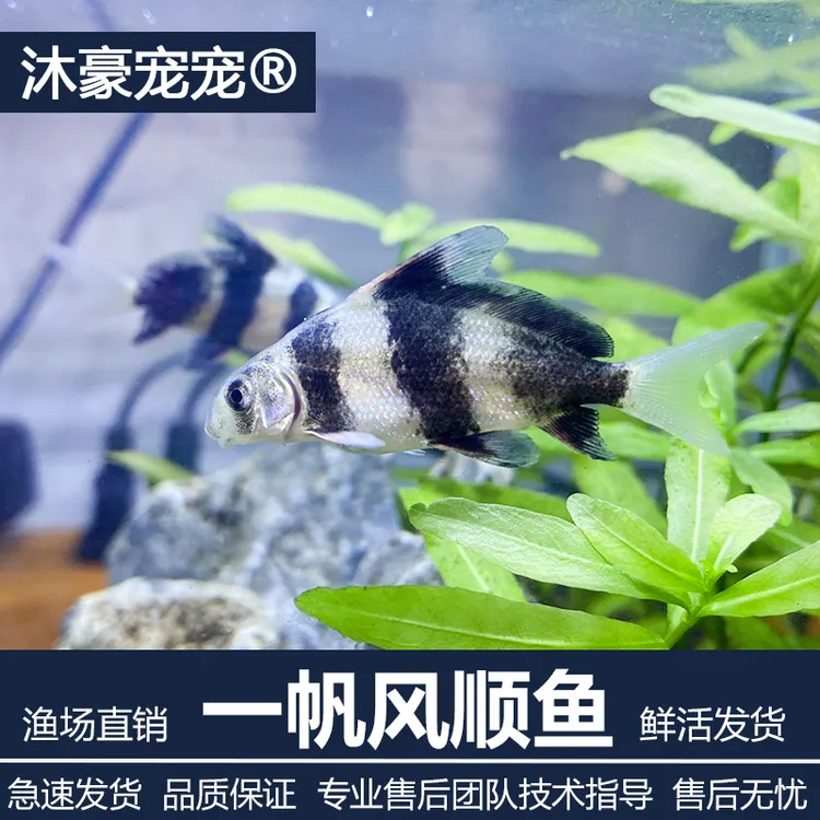 沐豪宠宠【运营推荐】一帆风顺鱼清洁鱼观赏鱼美人鱼冷水淡水胭脂鱼