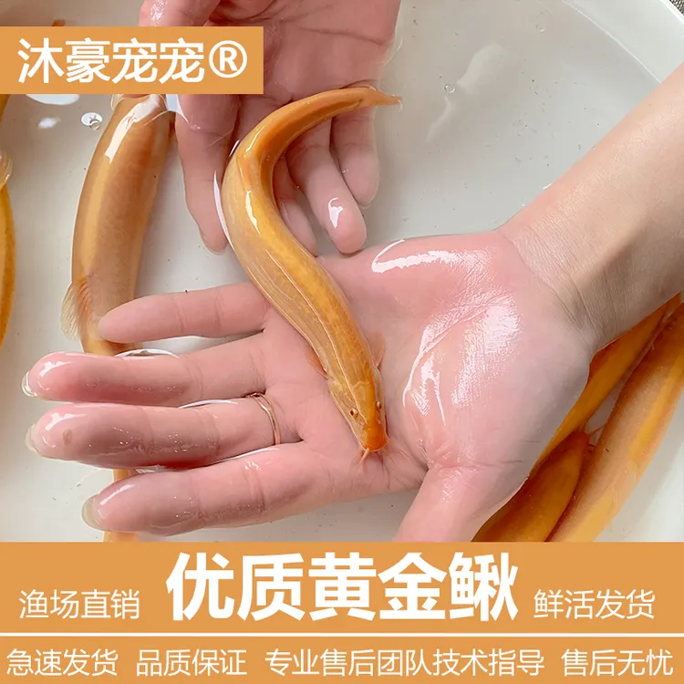 沐豪宠宠【运营推荐】黄金泥鳅清道夫金龙鳅金鱼耐活好养观赏鱼鲜活