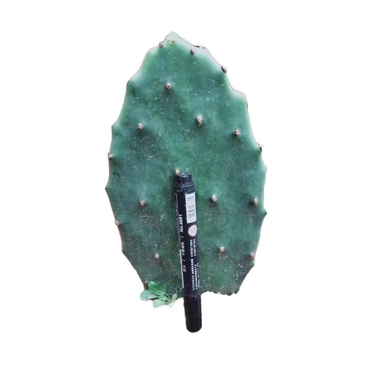 黄大刺仙人掌盆栽大型绿植盆栽仙人掌绿植盆栽可嫁接绿植