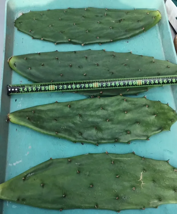 黄大刺仙人掌，无根掌片绿植