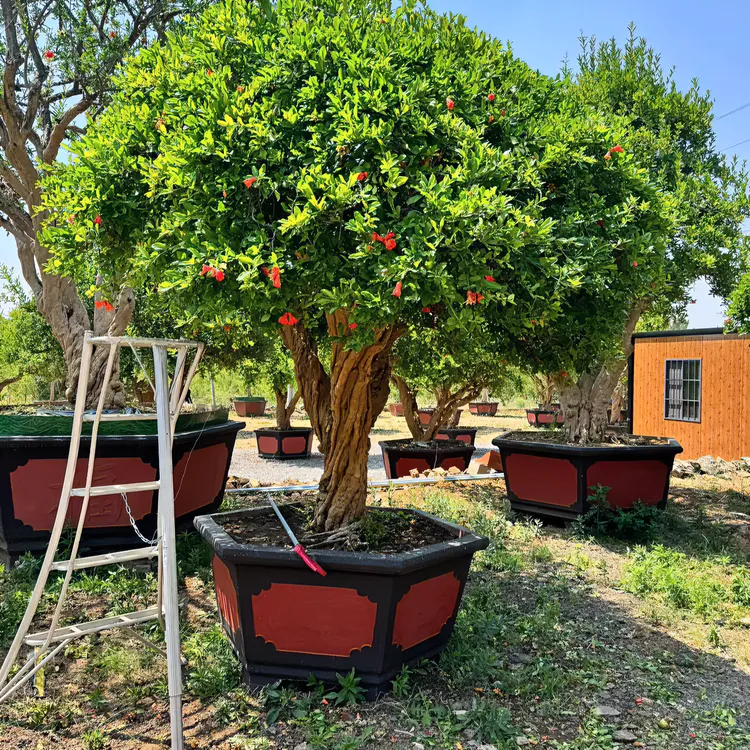 精品庭院景观老桩树