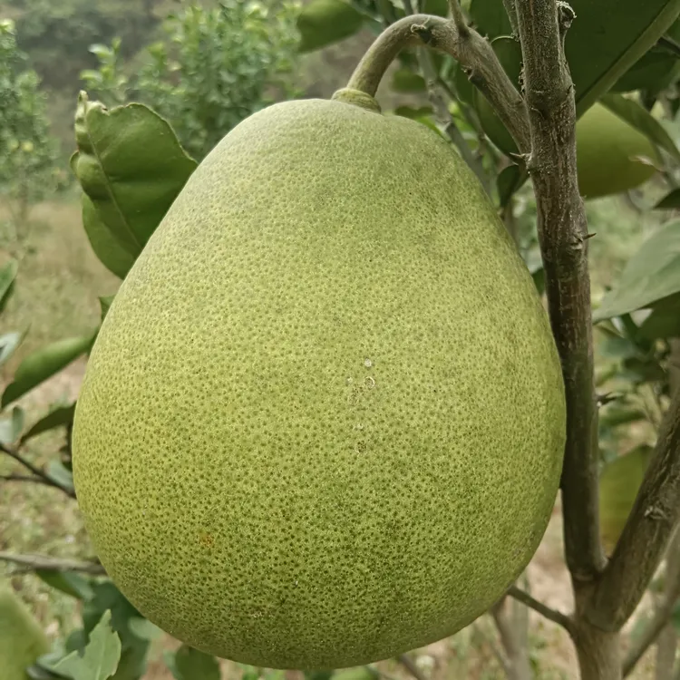 湖南怀化雪峰柚香柚安江冰糖柚麻麻柚金兰柚小苦药柚子新鲜水果