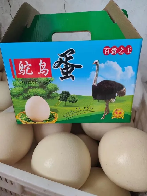 新鲜鸵鸟蛋  包邮到家