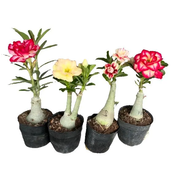 植悟卉长重瓣沙漠玫瑰花苗两年苗基地原盆发货春夏秋开花容易生长