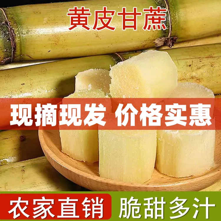 广东黄皮甘蔗新鲜甘蔗脆甘蔗新鲜现砍脆甜多汁当季水果特产