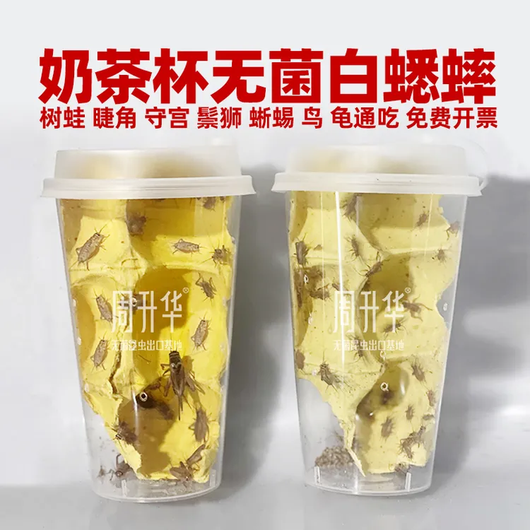 周升华奶茶杯爬宠饲料白蟋蟀包邮新鲜速冻活饵宠物活体油葫芦饲料