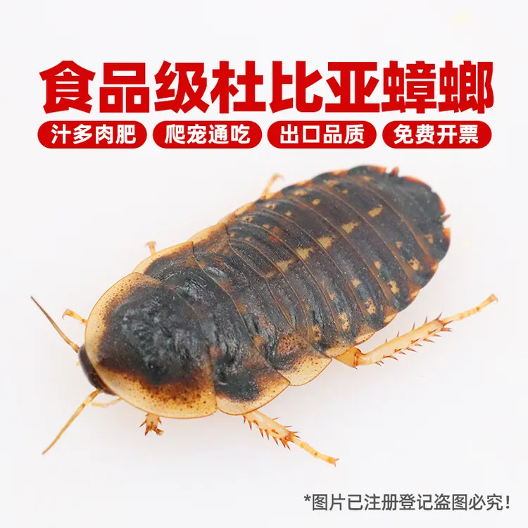 周升华爬宠食品级杜比亚活体饲料守宫鬃狮蜥蜴金龙鱼鹦鹉树蛙食粮