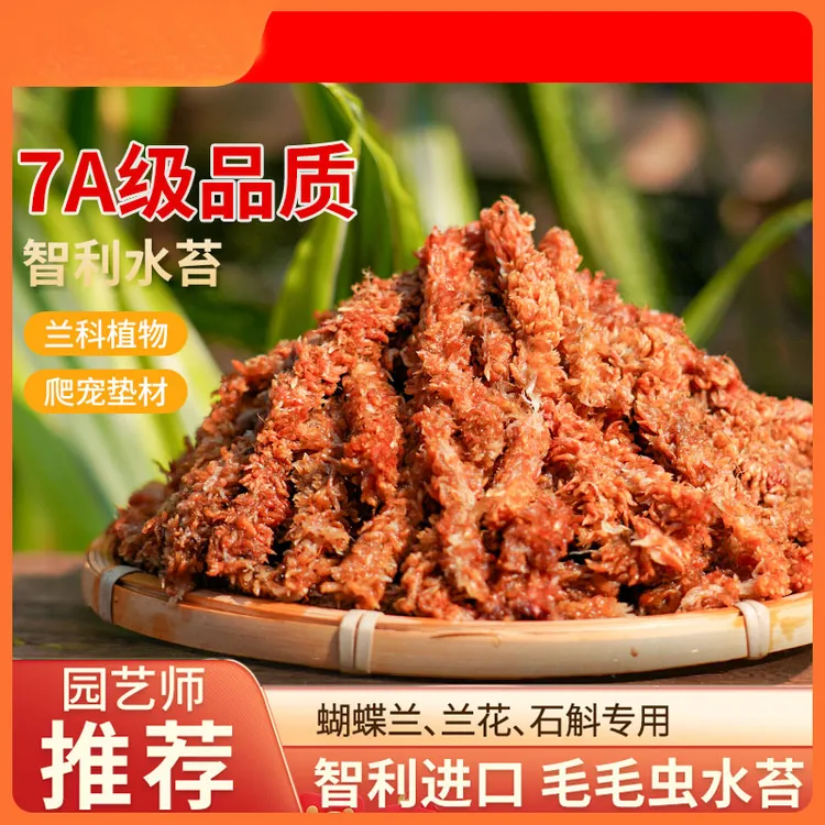 智利进口水苔毛毛虫水苔藓兰花植物花土食虫植物乌龟冬眠保湿包邮