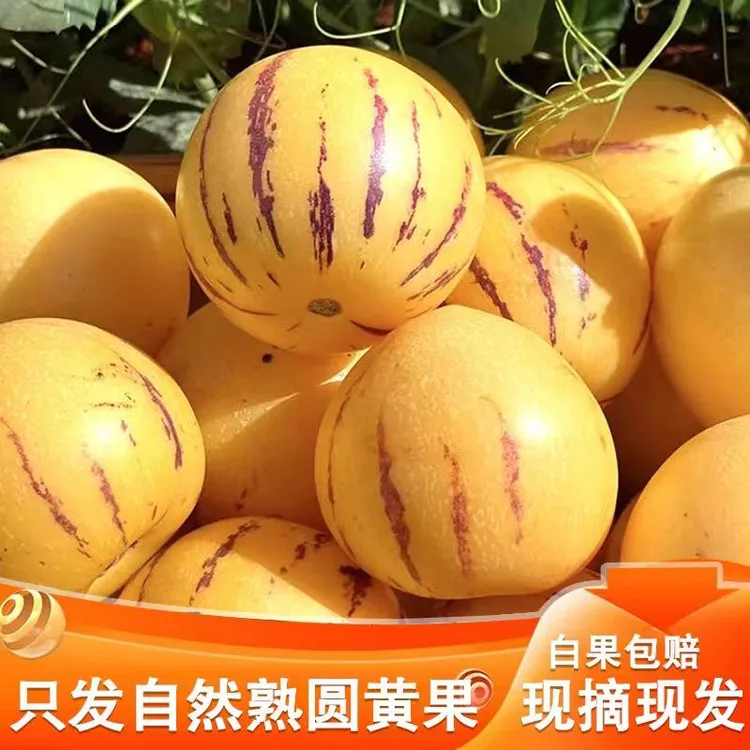 精选云南石林人参果园果整成熟爽口现摘当季鲜果皮薄新鲜树熟多汁