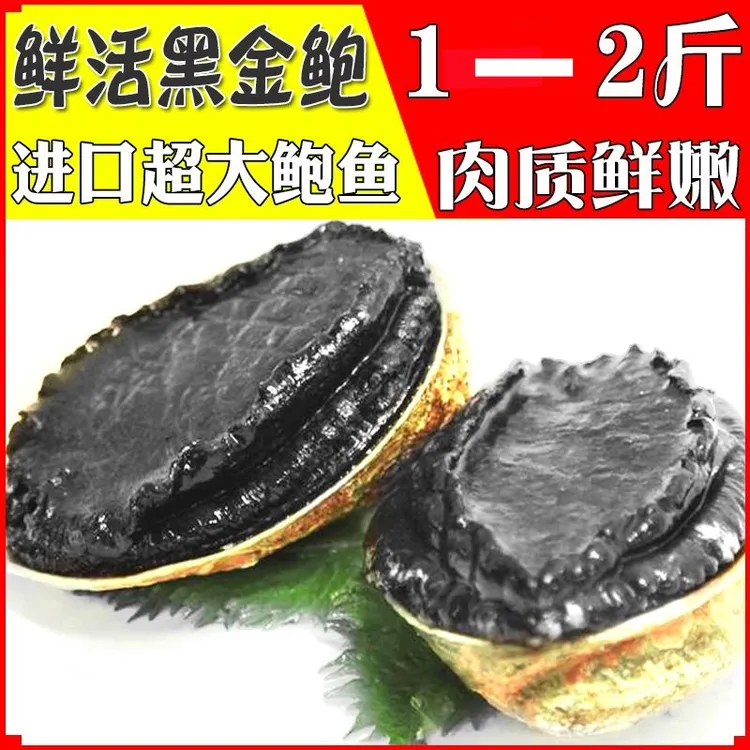 鲜活新西兰黑金鲍单个1斤2斤顺丰空运深海捕捞鲜嫩活发好饱满佳品