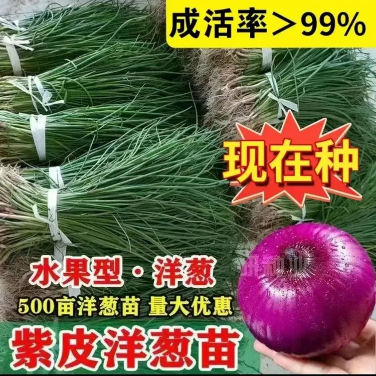 【现货】新鲜紫皮洋葱苗子水果洋葱秧苗红皮洋葱种子秋冬耐寒蔬菜苗