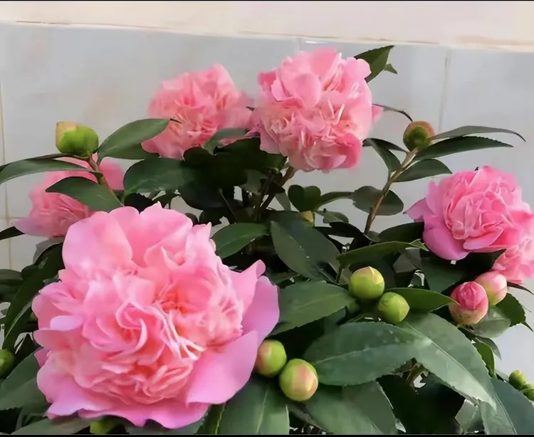 【福利款】精品香妃带花苞发货浓香型清仓福利2年原生