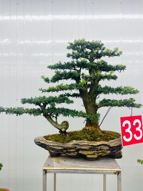 小红帽罗汉松父子丛林款 造型盆景 庭院造景 精品老桩罗汉松