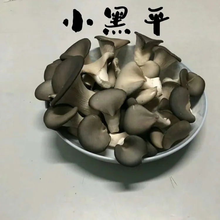特惠1600克4袋独立包装新鲜小平菇秀珍菇姬菇源头产地现采现发