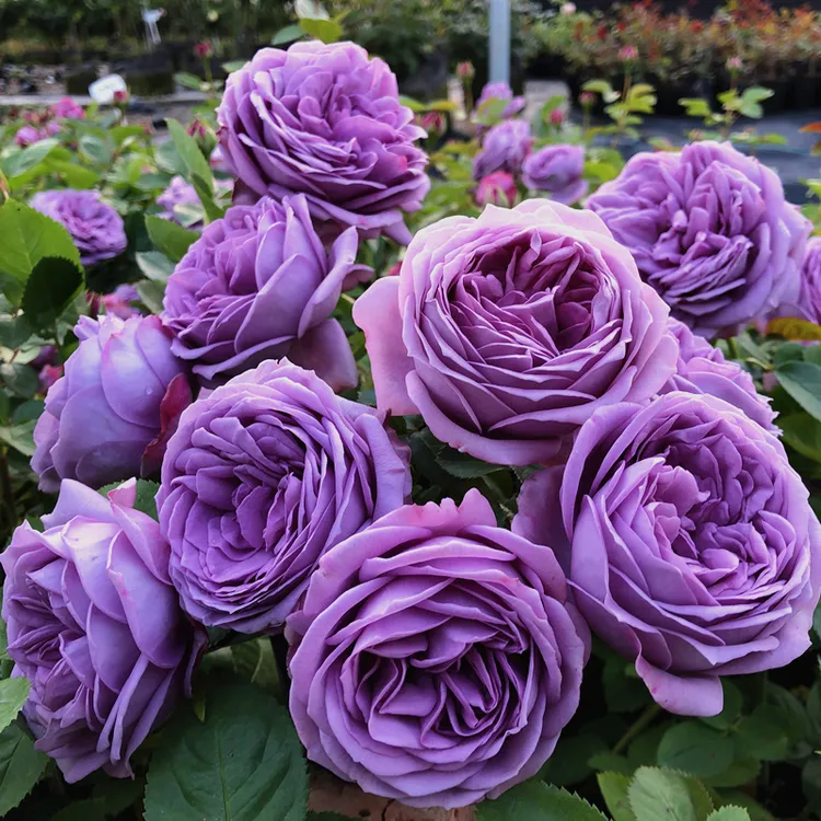 树桩月季微蓝，包子花型