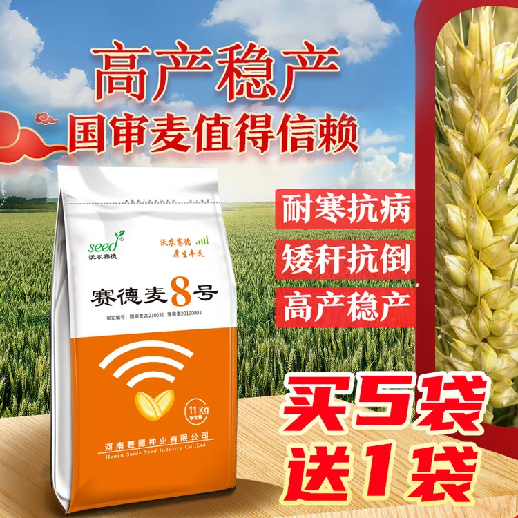 耐旱【国审赛德麦8号高产稳产抗冻抗病矮秆抗倒优质小麦种】