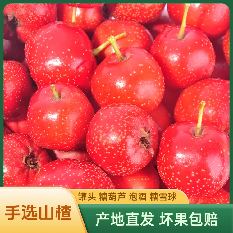 新鲜山楂大金星泡酒罐头产地直发酵素五棱山楂酱糖葫芦坏果包赔