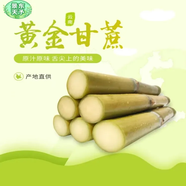 黄金甘蔗黄皮甘蔗清甜爽口清香天然营养多汁产地甘蔗新鲜甘蔗产品