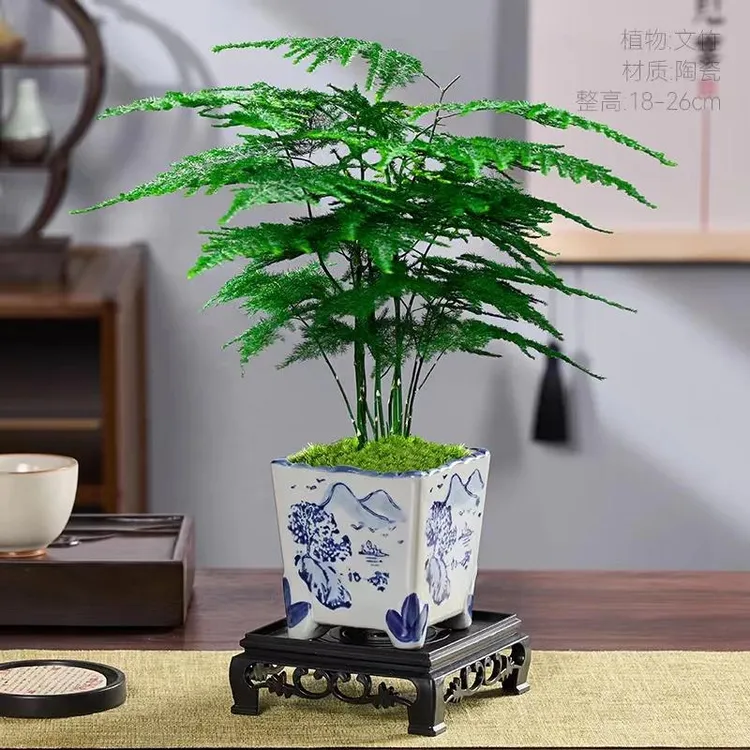 文竹盆栽手绘山水青花陶瓷盆室内客厅办公室绿植花卉盆景桌面植物