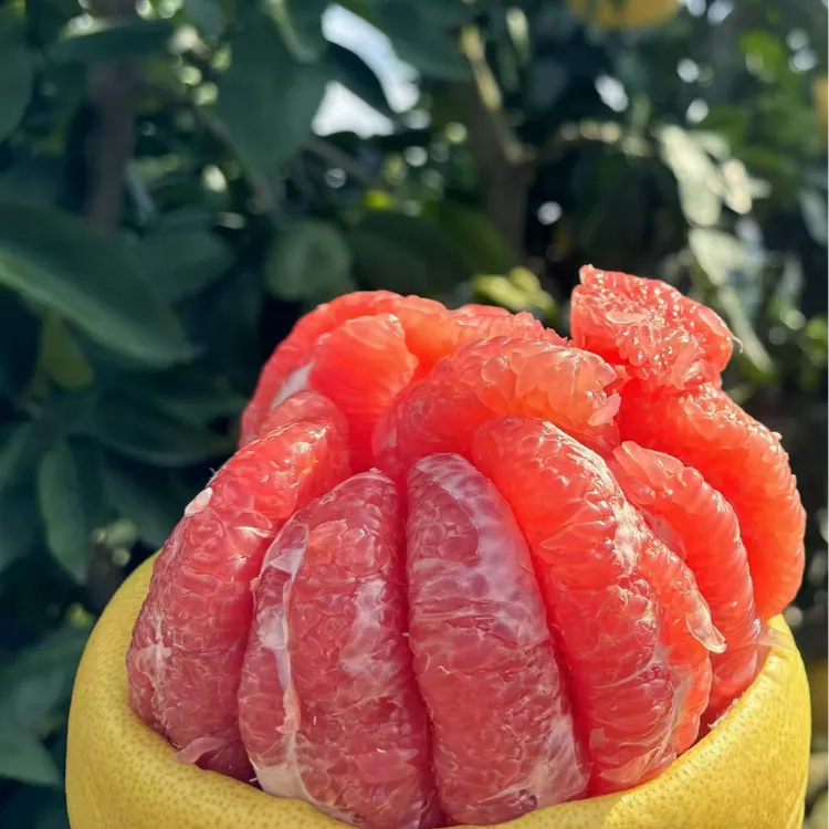 柚子三红柚蜜柚山地水果基地直供新鲜美味到货后放4-5天口感更甜