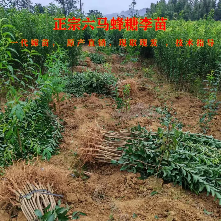 贵州镇宁六马蜂糖李子树苗一代嫁接土栽盆栽原产地直发顺丰包邮