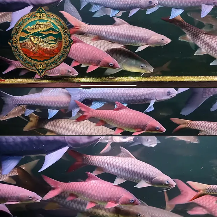 【店铺热卖】山河之王水族观赏鱼 哥拉巴拉红吉罗苗子 3-5cm