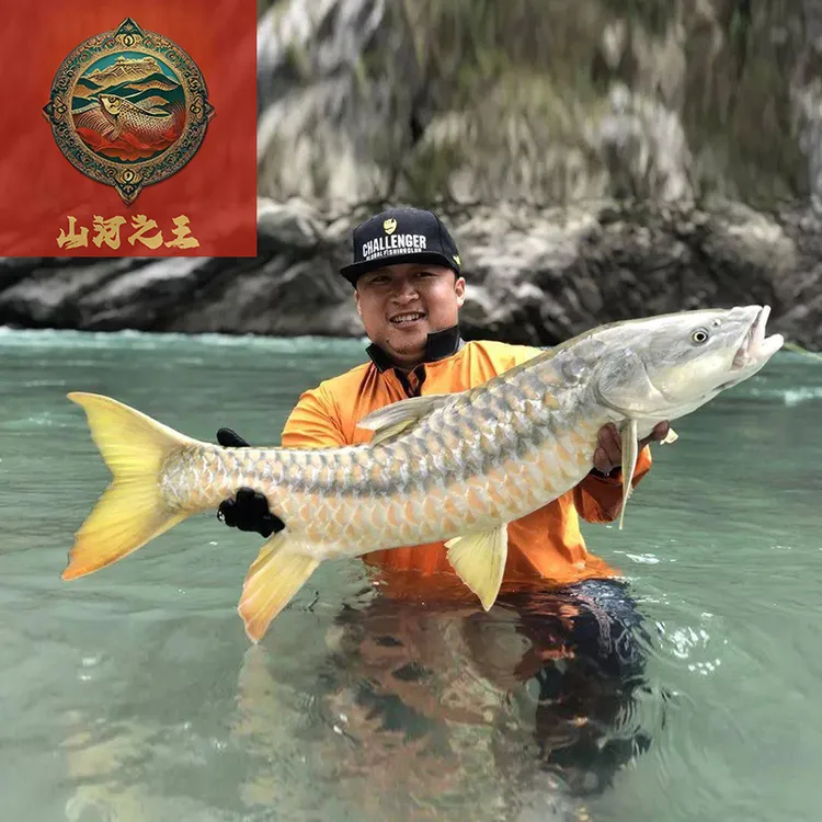山河之王水族 观赏鱼活体印度皇室金吉罗喜马拉雅流域黄鳍结鱼