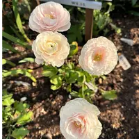 【花毛茛/洋牡丹】裸根重瓣芍药庭院阳台地栽盆栽耐寒观赏草本春季
