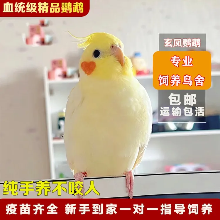 到家亲人纯手养玄凤鹦鹉活鸟可学说话儿童宠物鸟公母包繁殖鸟活物