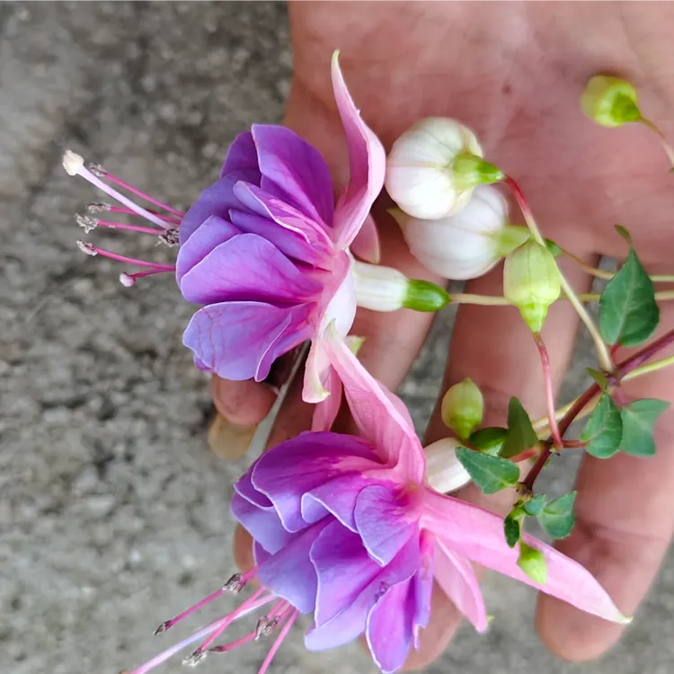 艾拉公主吊金钟灯笼花盆栽重瓣倒挂金钟四季开花室内植物