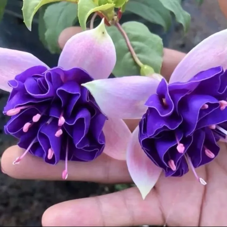 金婚网红垂吊重瓣大花倒挂金钟灯笼花盆绿植景花四季开花养护简单