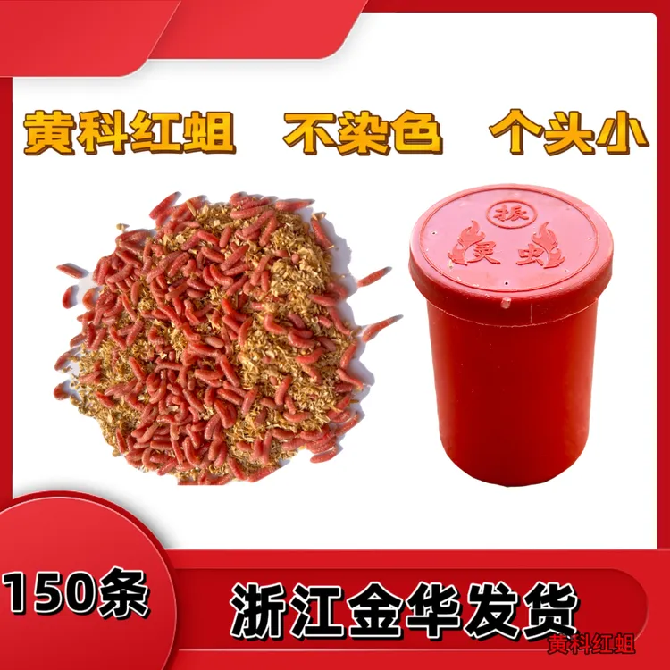 溪流钓野钓红蛆虫活饵鱼饵入口性好不易变蛹钓石斑鱼