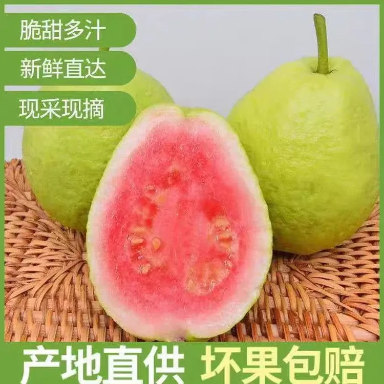 广西红心芭乐包邮番石榴红巴乐果甜脆芭乐潘石榴低糖水果新鲜现摘