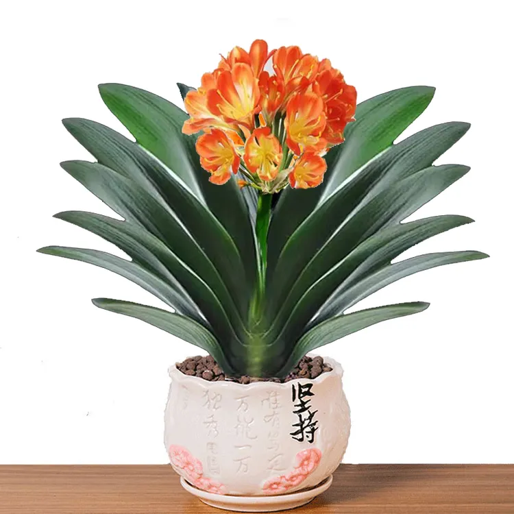 顺丰包邮君子兰盆栽老苗四季常青植物室内绿植花卉高档办公室