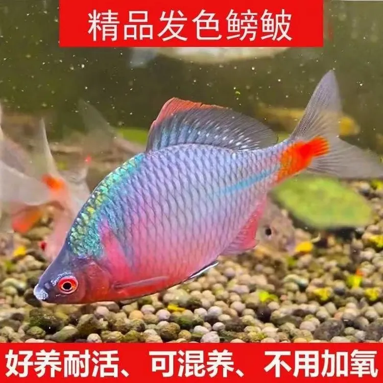 冷水七彩高体鳑鲏鱼淡水不升温小鱼苗