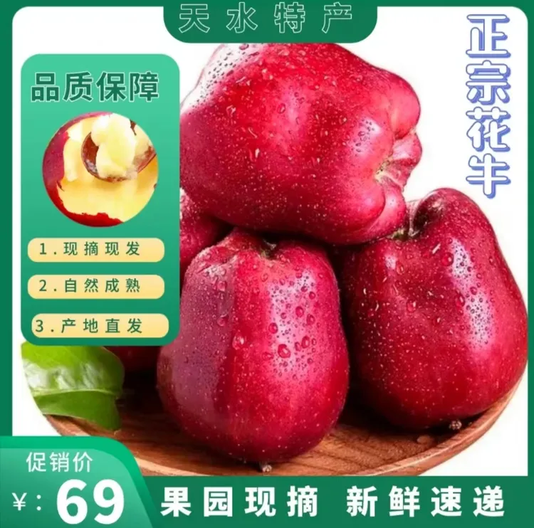 现摘甘肃天水花牛苹果果斤净重10-11斤果园新鲜水果正宗花牛脆甜