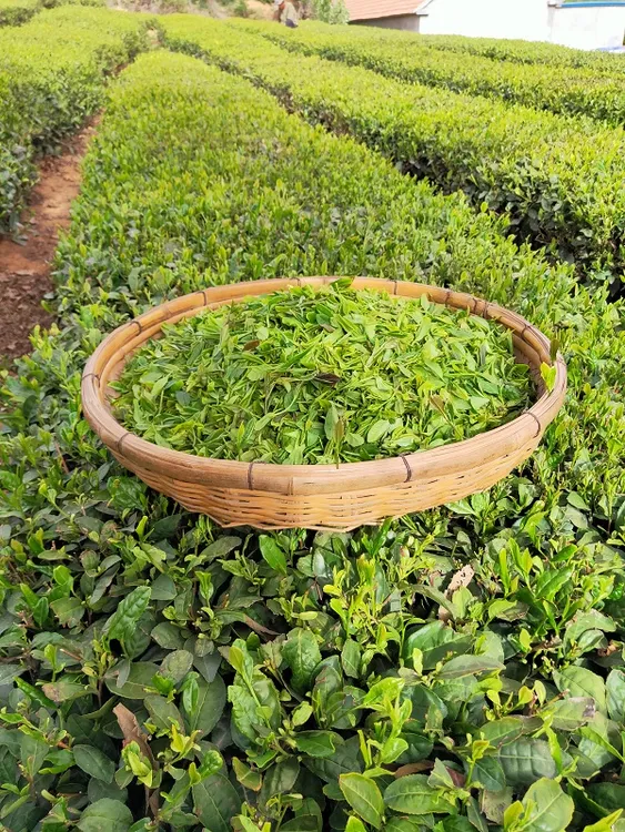 【5月份春茶清香型】日照绿茶新茶清香豆香味足略带鲜爽回甘