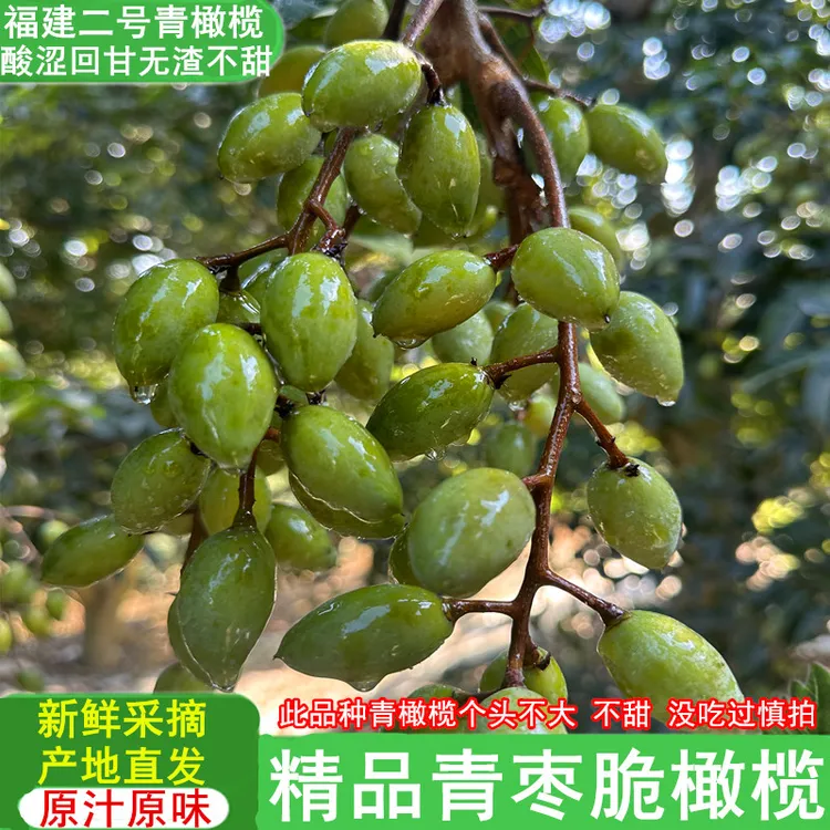 精品新鲜青枣脆橄榄生吃福建二号檀香广东潮汕特产水果橄榄包邮