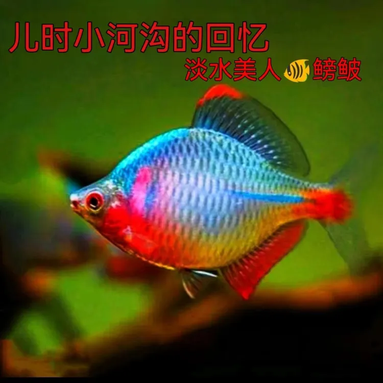 七彩高体鳑鲏鱼小型原生群游冷水观赏鱼除藻除油膜好养易活
