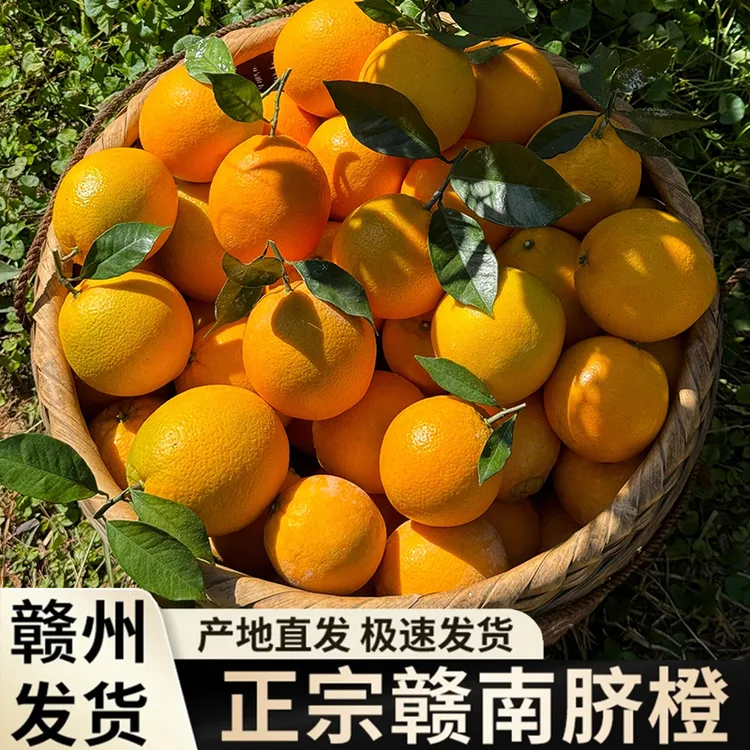 正宗赣南脐橙江西橙子直发赣州橙薄皮整箱当季新鲜水果园批发