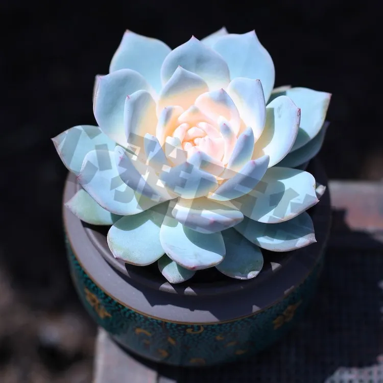 办公室花卉盆栽绿植名贵迷你小盆栽植物多肉多肉绿植盆栽多肉植物