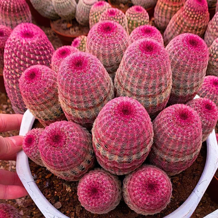 多头红太阳仙人球大颗老桩办公室室内阳台好养活花卉盆栽客厅盆景