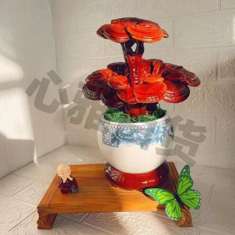 中秋双十一室内绿植盆栽大灵芝观赏活灵芝盆景名贵山地玫瑰花多肉